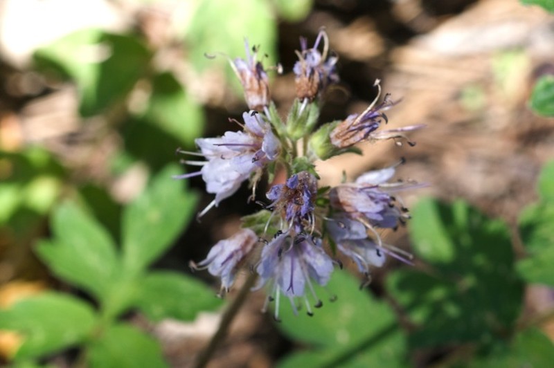 Western Waterleaf photo 3