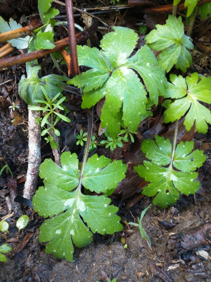Western Waterleaf