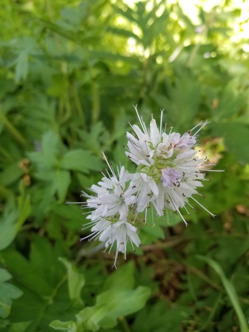 Western Waterleaf photo 2