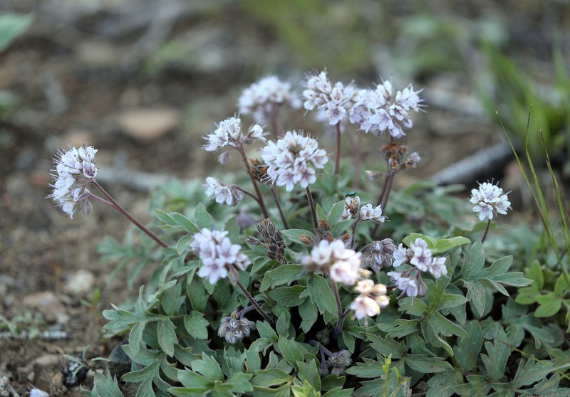 Western Waterleaf photo 3