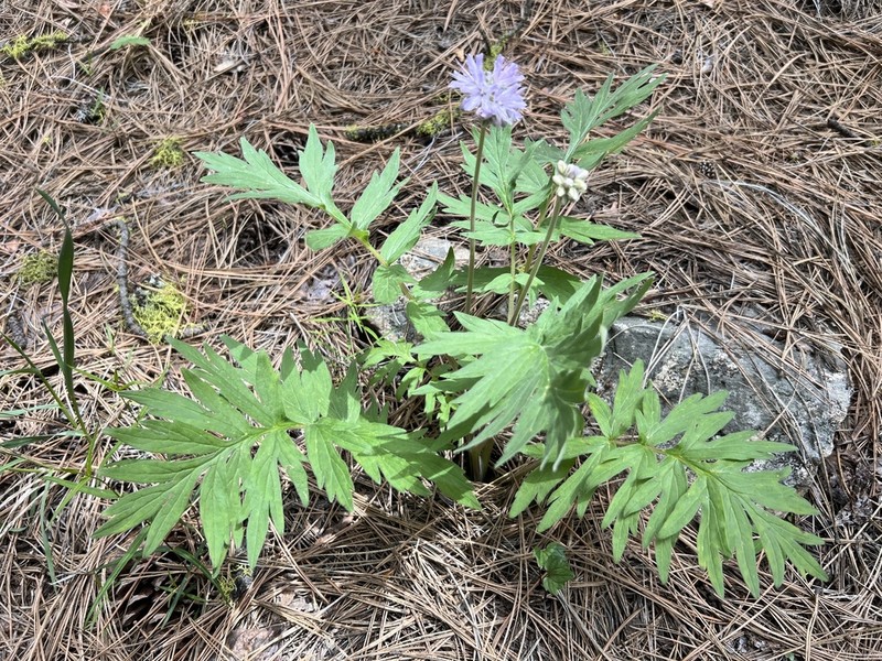 Western Waterleaf photo 4