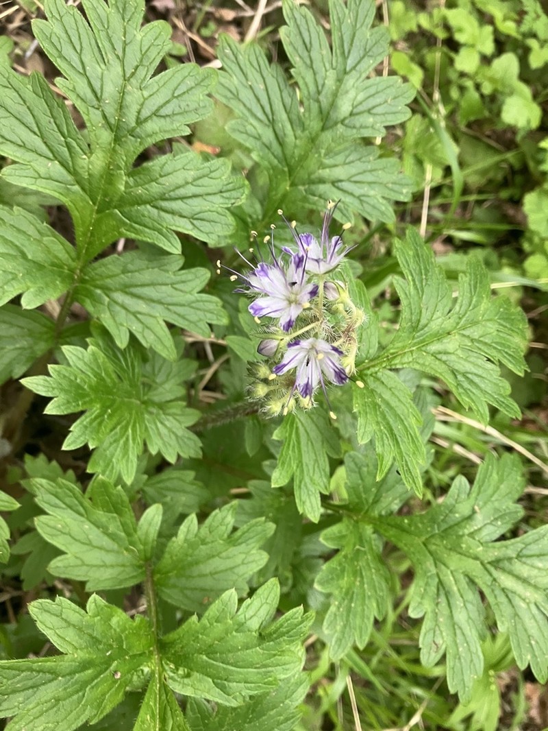 Western Waterleaf photo 5