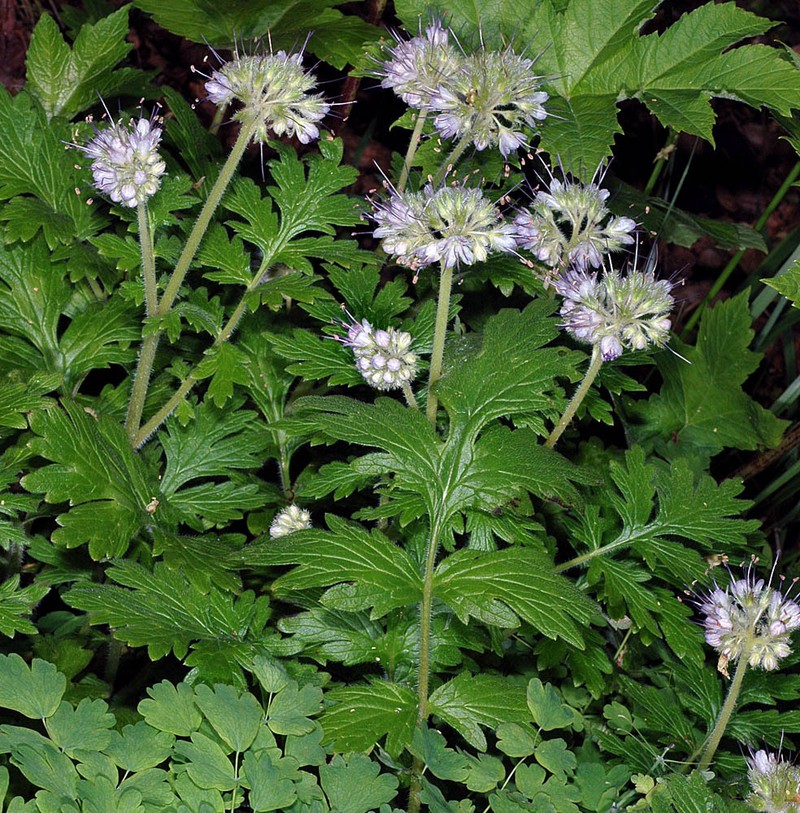 Western Waterleaf photo 6