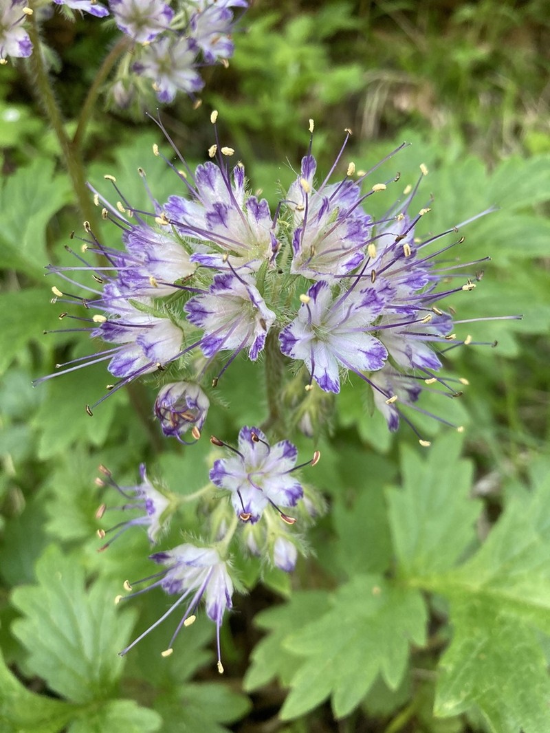 Western Waterleaf photo 7