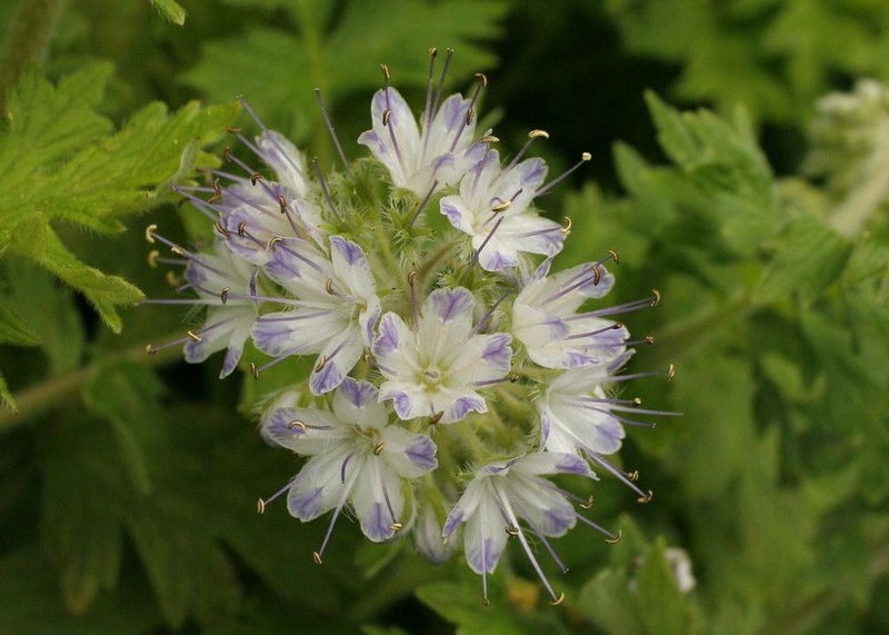 Western Waterleaf photo 8