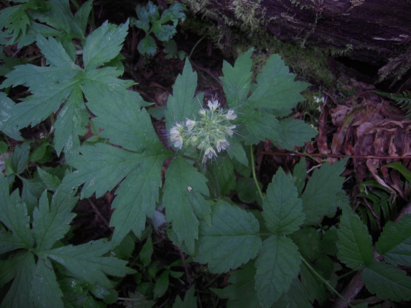 Pacific Waterleaf photo 2