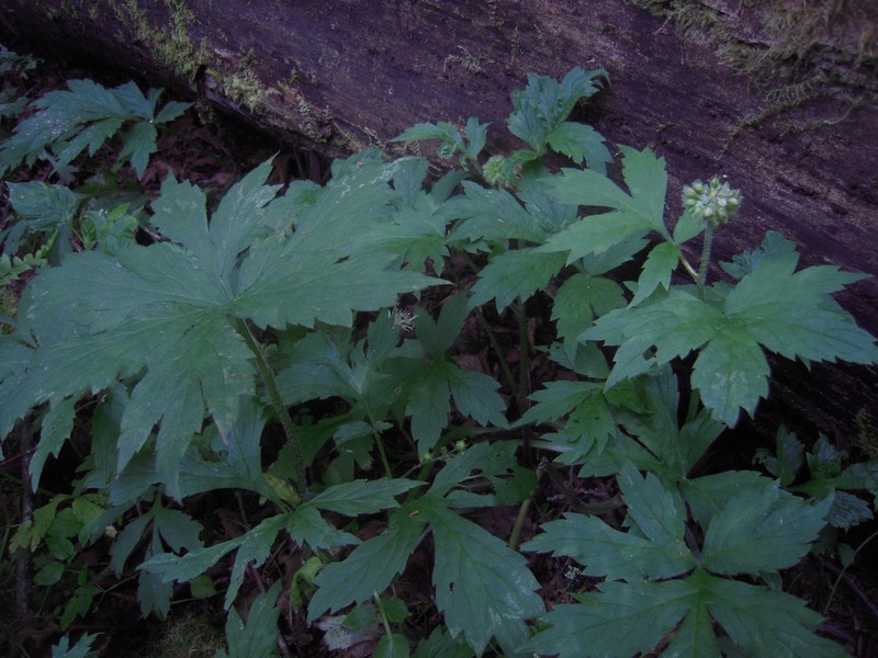 Pacific Waterleaf photo 3