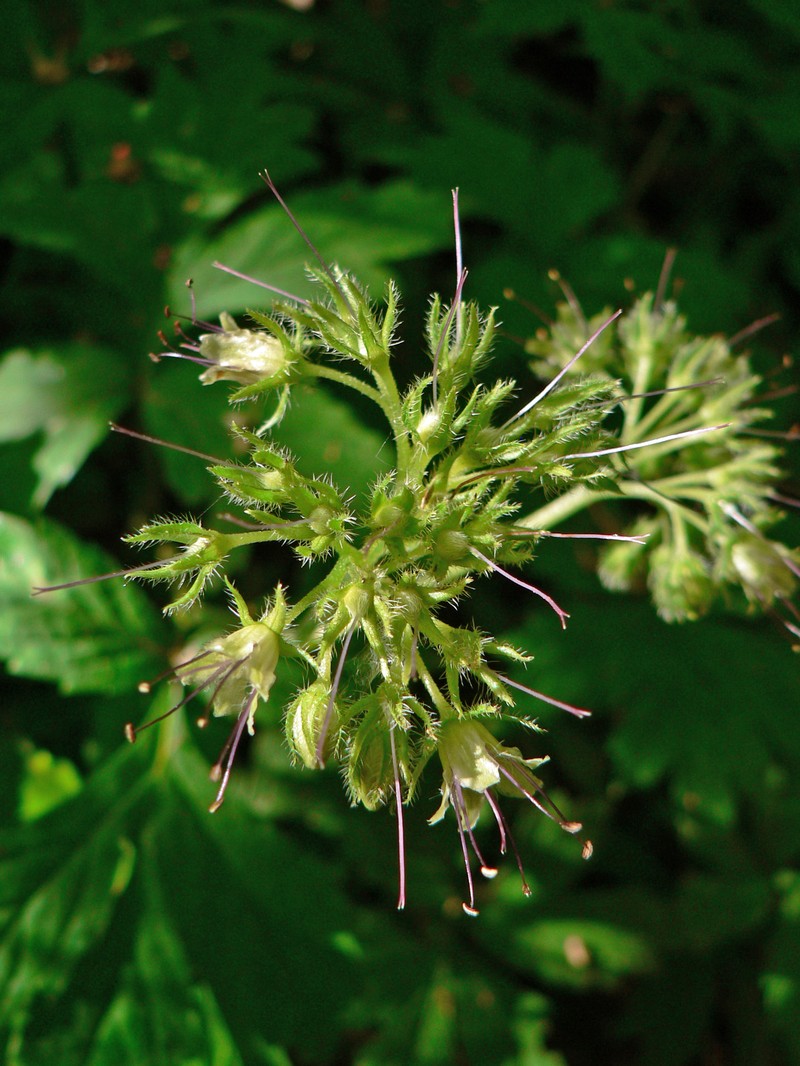 Pacific Waterleaf photo 4