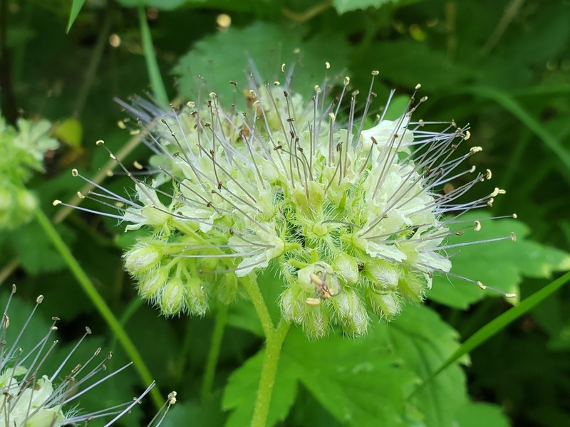 Pacific Waterleaf