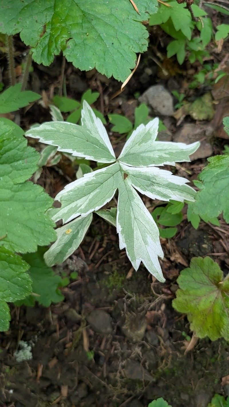 Pacific Waterleaf photo 2