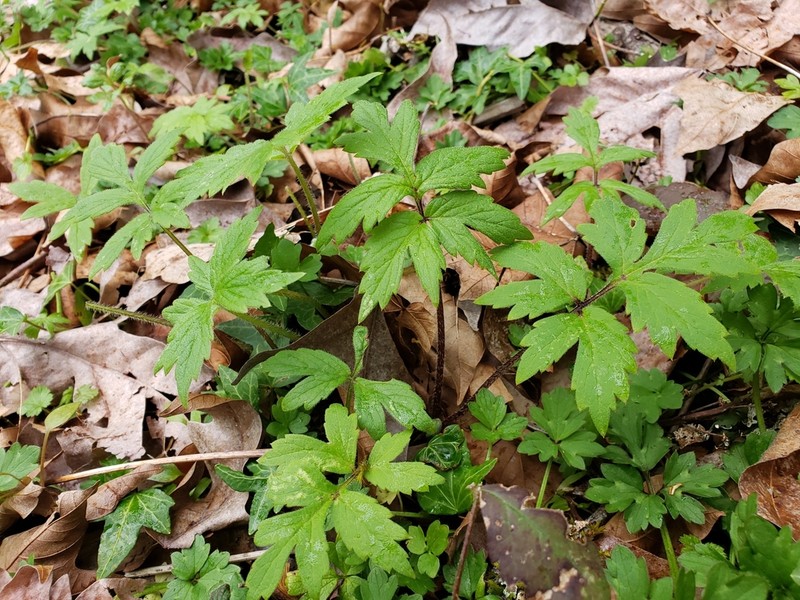 Pacific Waterleaf photo 3