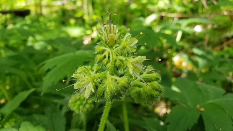 Pacific Waterleaf photo 4