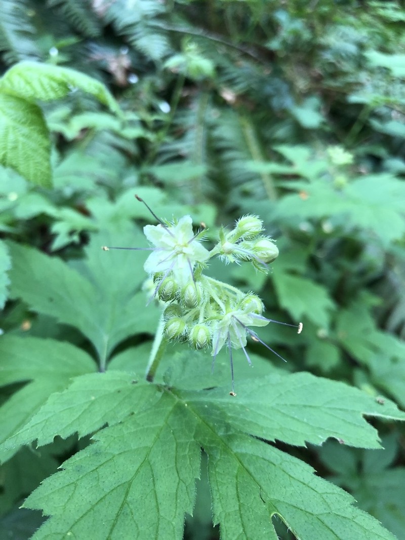 Pacific Waterleaf photo 5
