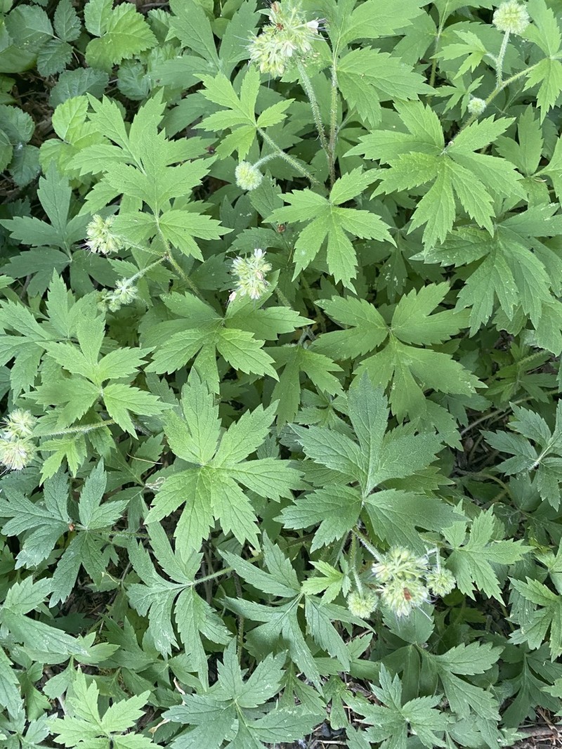 Pacific Waterleaf photo 6