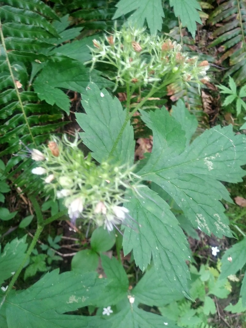 Pacific Waterleaf photo 7
