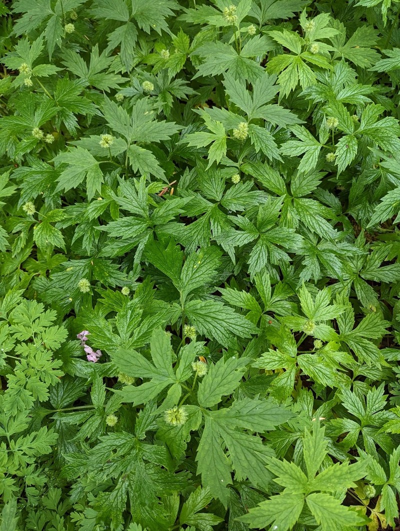 Pacific Waterleaf photo 8