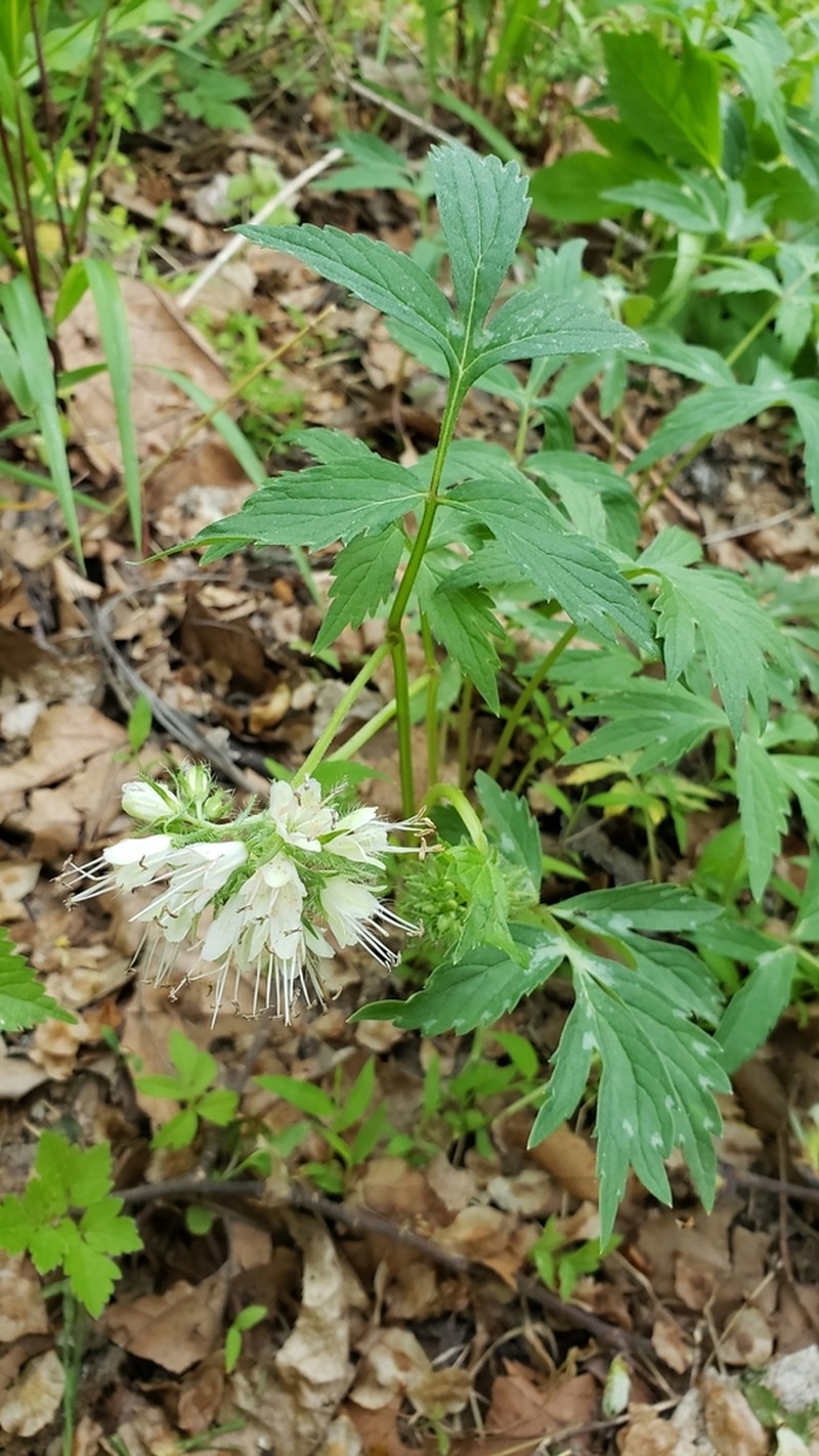 Eastern Waterleaf