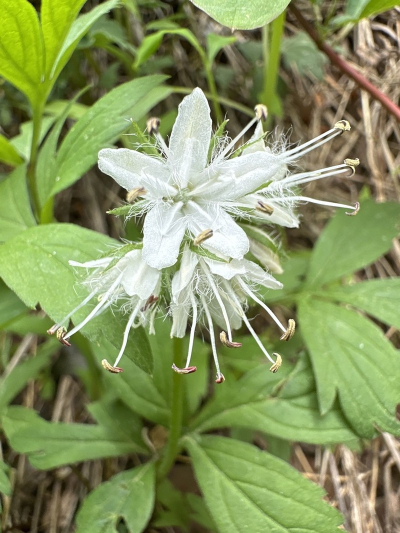 Eastern Waterleaf photo 2