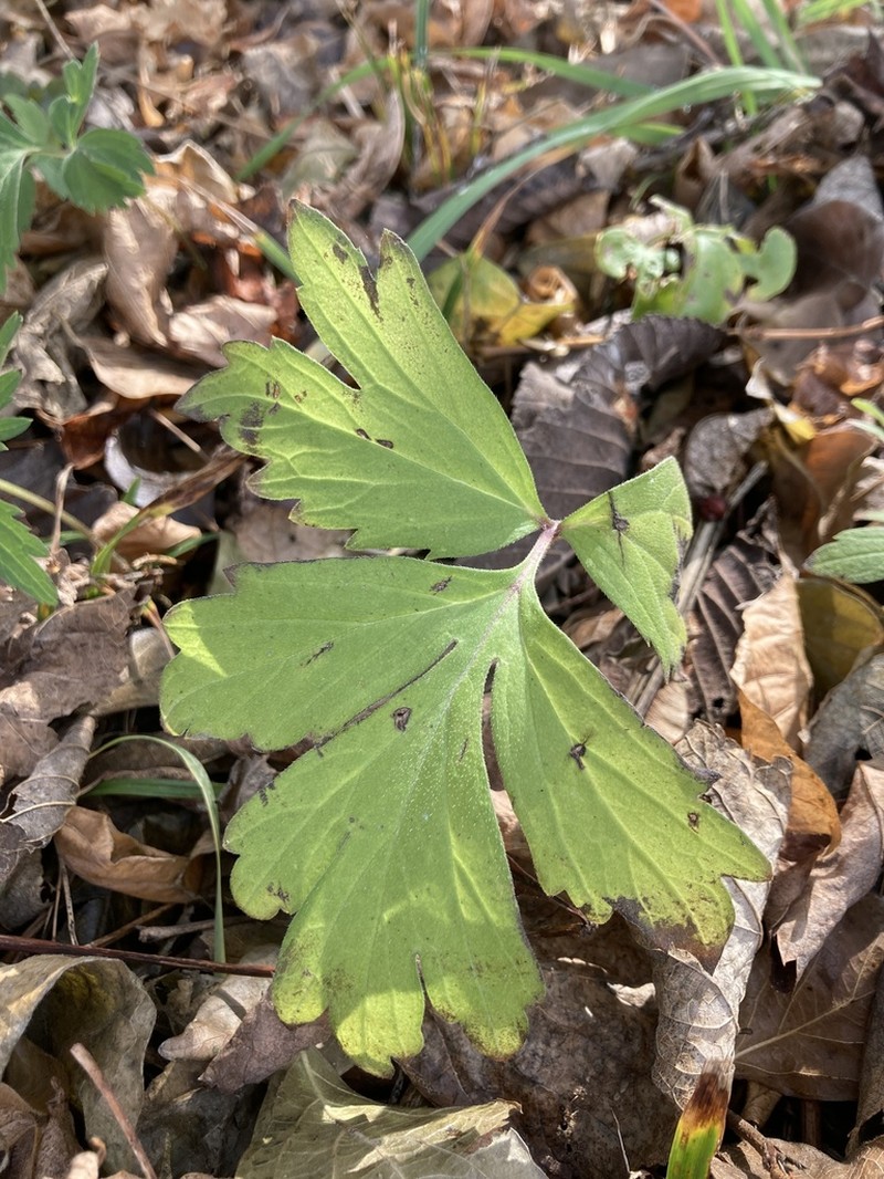Eastern Waterleaf photo 3