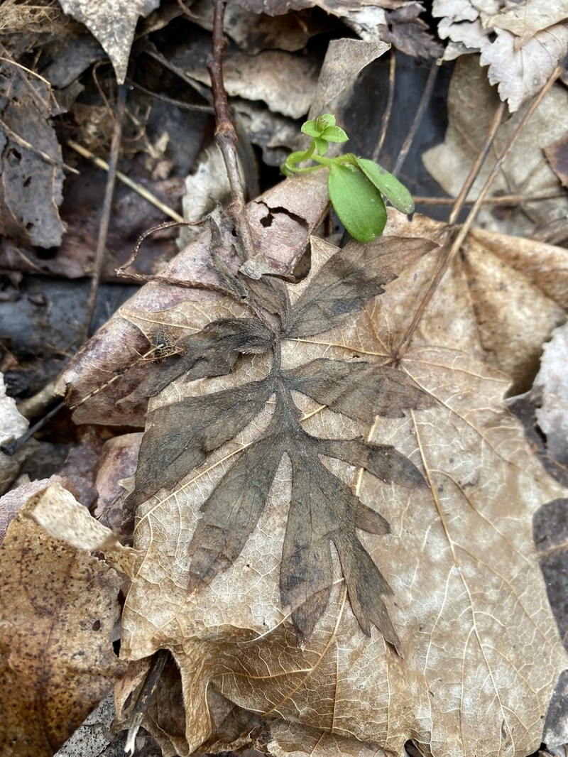 Eastern Waterleaf photo 4