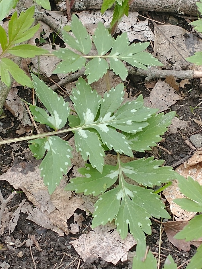 Eastern Waterleaf photo 5