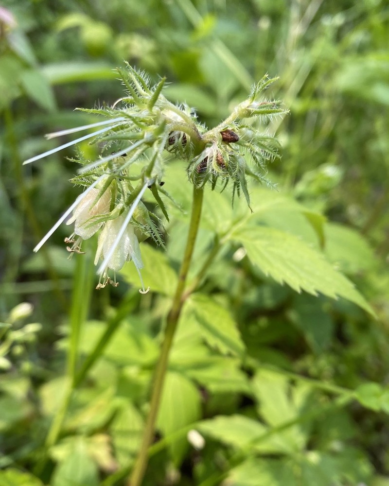Eastern Waterleaf photo 6