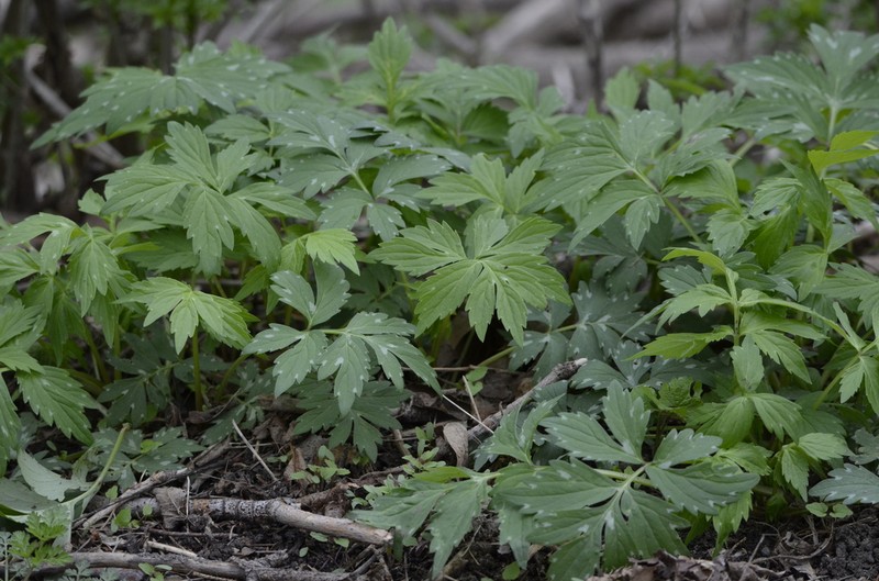 Eastern Waterleaf photo 7