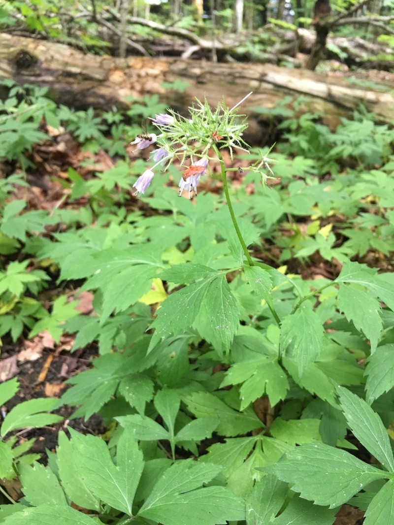 Eastern Waterleaf photo 8