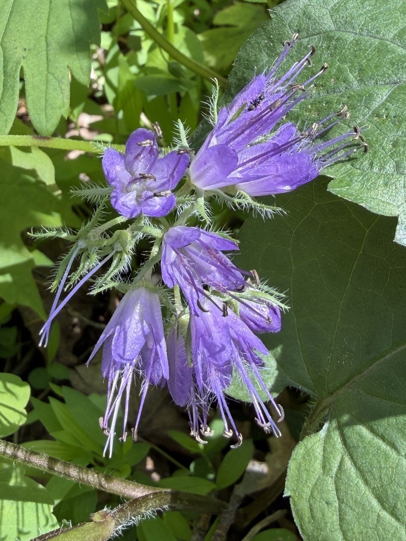 Hydrophyllum virginianum var. atranthum