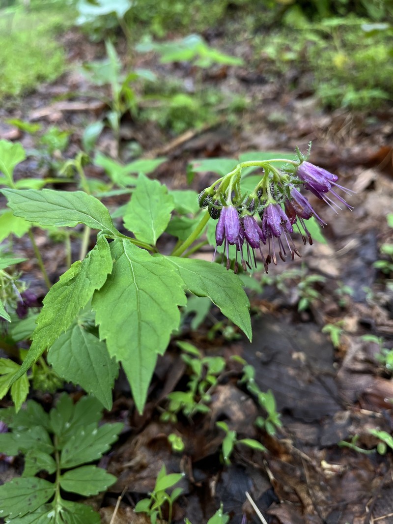 Hydrophyllum virginianum var. atranthum photo 2