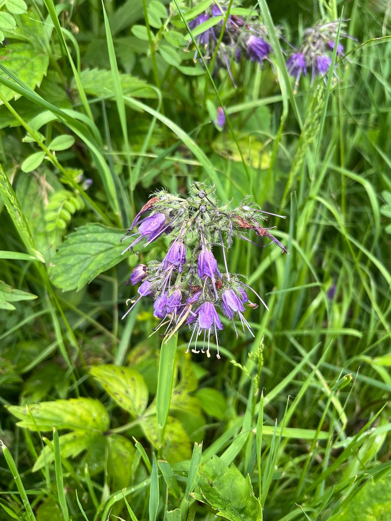 Hydrophyllum virginianum var. atranthum photo 3