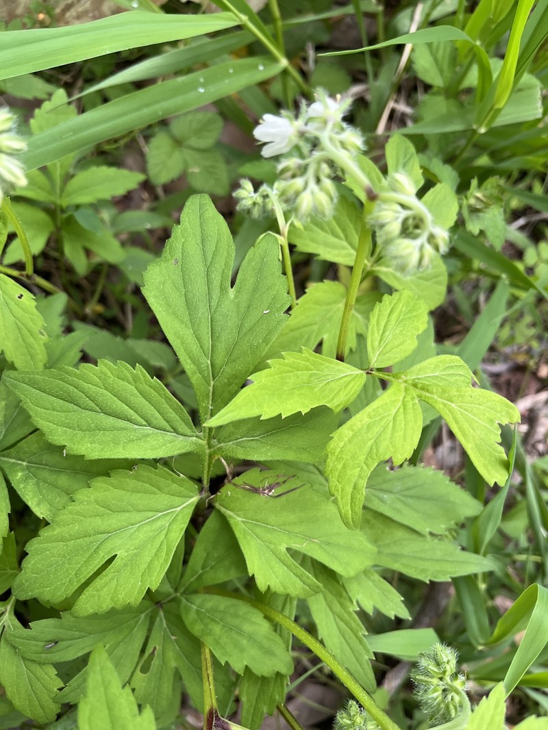 Hydrophyllum virginianum var. atranthum photo 4