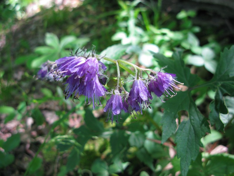 Hydrophyllum virginianum var. atranthum photo 5
