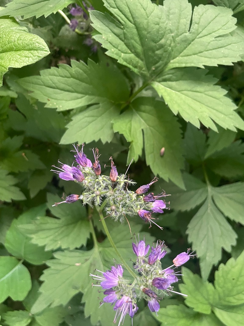 Hydrophyllum virginianum var. atranthum photo 6