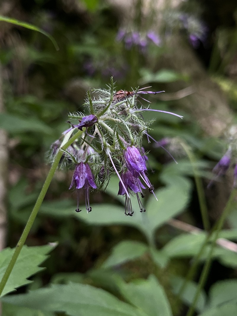 Hydrophyllum virginianum var. atranthum photo 8