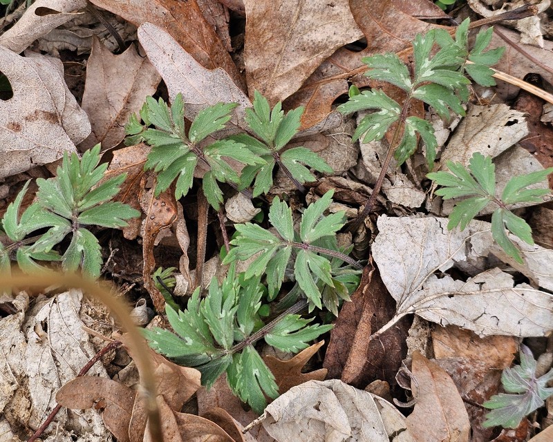 Hydrophyllum virginianum var. virginianum