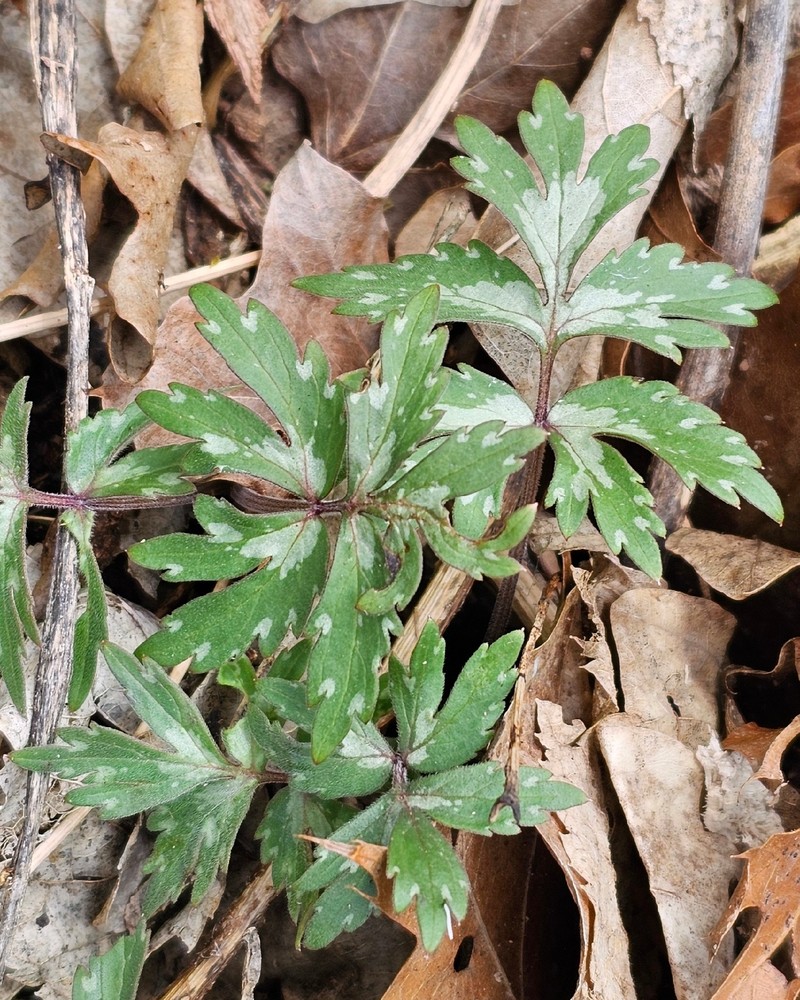 Hydrophyllum virginianum var. virginianum photo 2