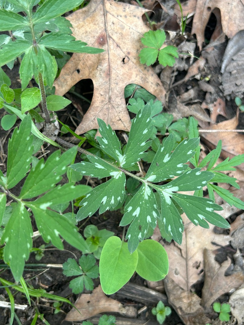 Hydrophyllum virginianum var. virginianum photo 3
