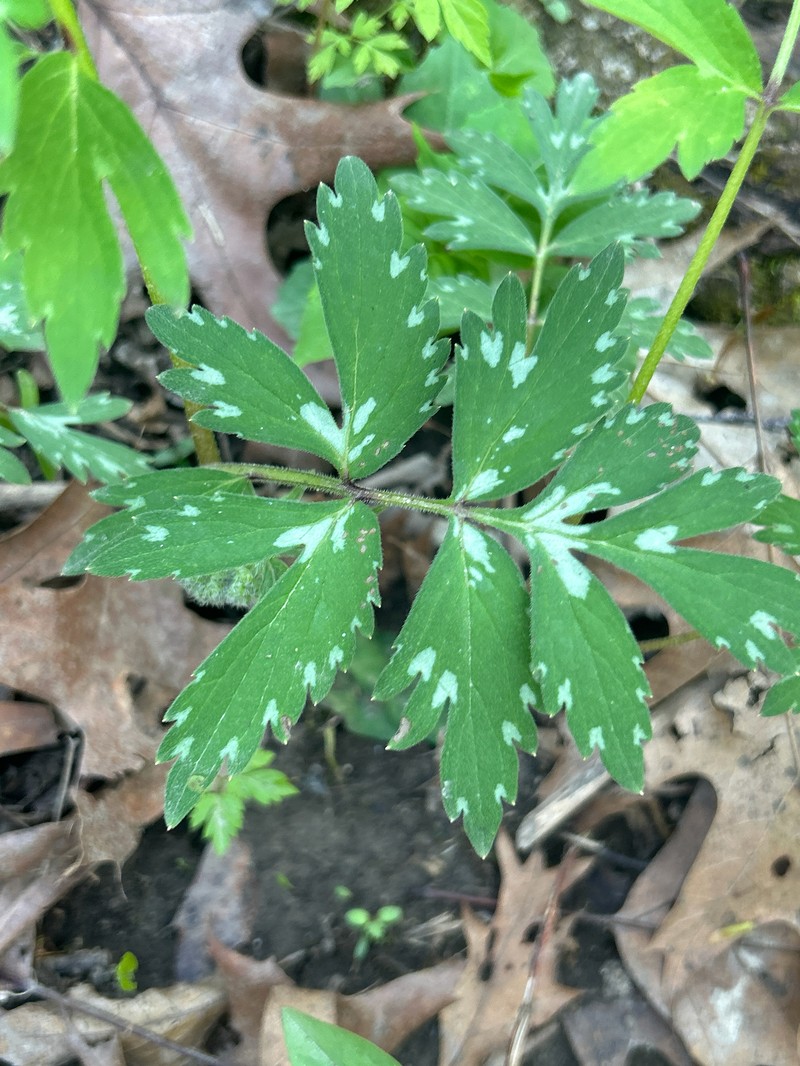 Hydrophyllum virginianum var. virginianum photo 4
