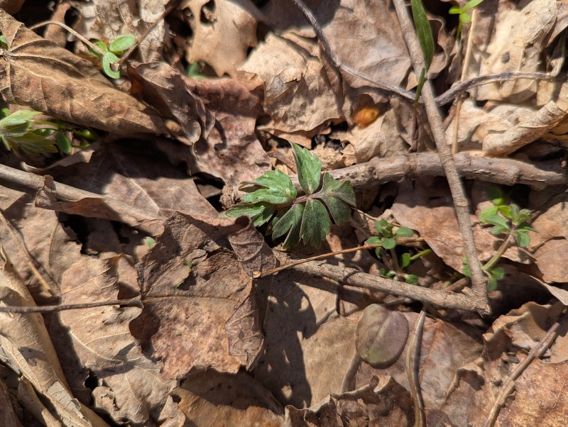 Hydrophyllum virginianum var. virginianum photo 5