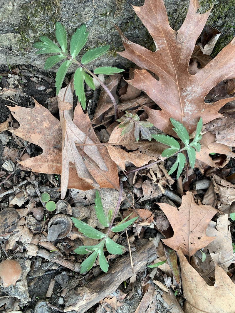 Hydrophyllum virginianum var. virginianum photo 6