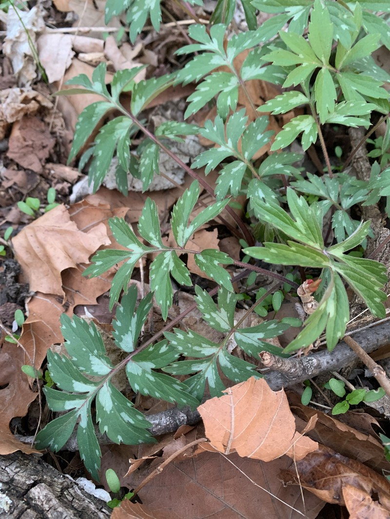 Hydrophyllum virginianum var. virginianum photo 7