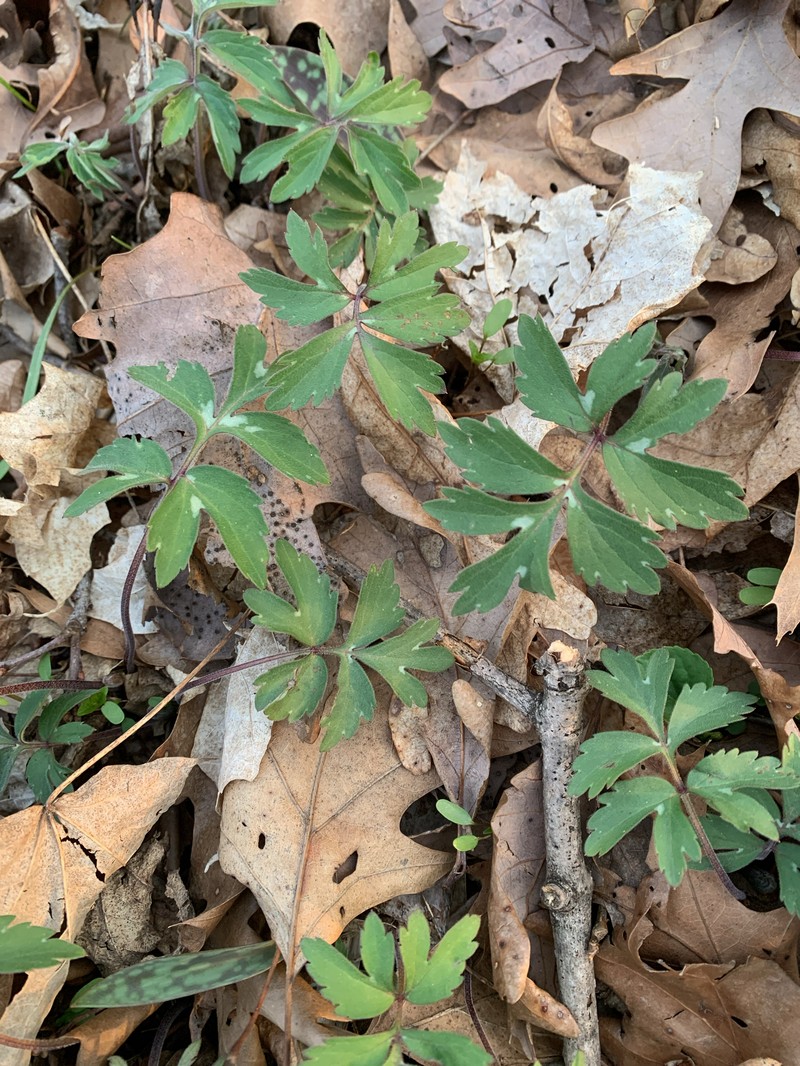 Hydrophyllum virginianum var. virginianum photo 8