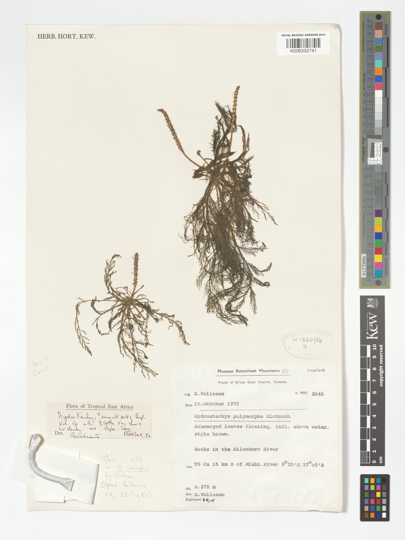 Hydrostachys angustisecta