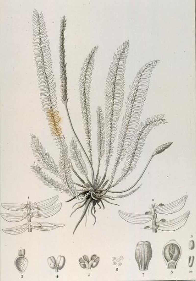 Hydrostachys distichophylla