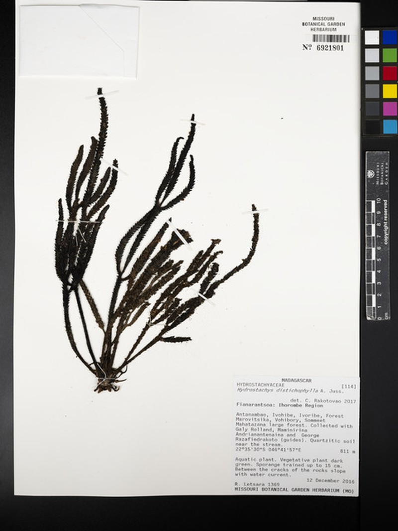 Hydrostachys distichophylla var. distichophylla