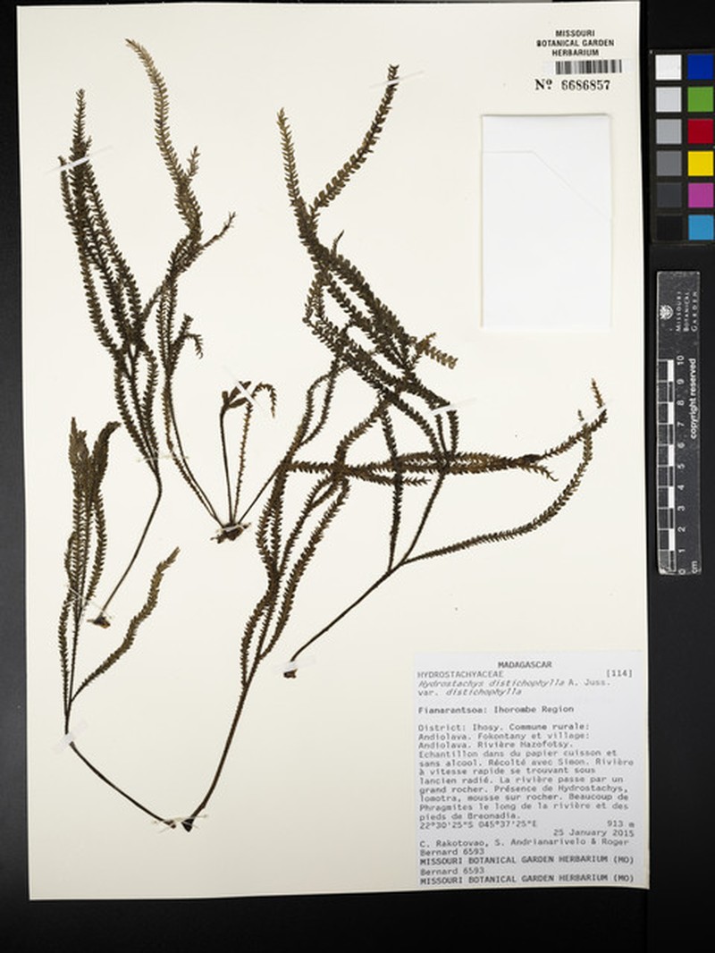 Hydrostachys distichophylla var. distichophylla photo 2