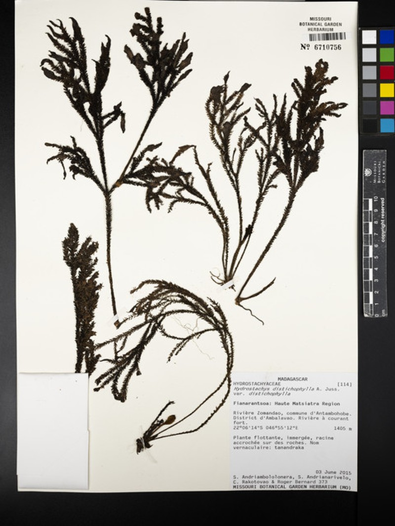 Hydrostachys distichophylla var. distichophylla photo 4
