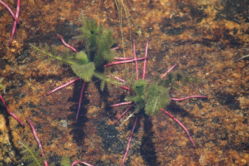 Hydrostachys fimbriata