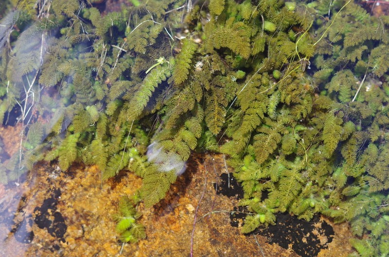 Hydrostachys fimbriata photo 2